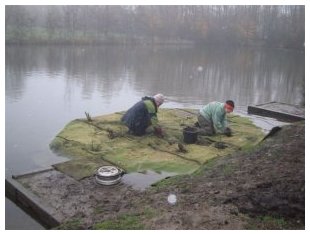 Planting rushes and marsh grass. &copy;V&nbsp;Greenwood