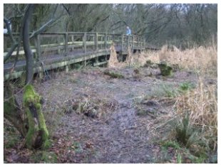 Pond after first stage of clearance. &copy;VG