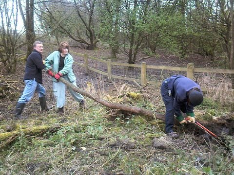 Phil, Sue and Jenny shifting an obstinate willow. &copy;VG