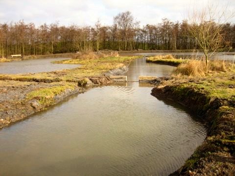 The new wetland area. &copy;VG