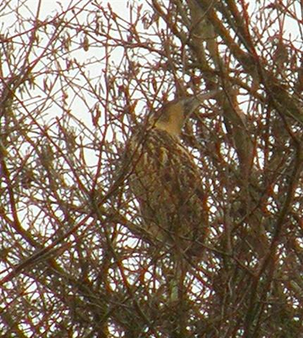 Bittern near the lake. &copy;Anthony Oldfield
