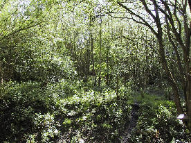 The bird hide area, cleared to give a viewing platform. &copy;SMcK