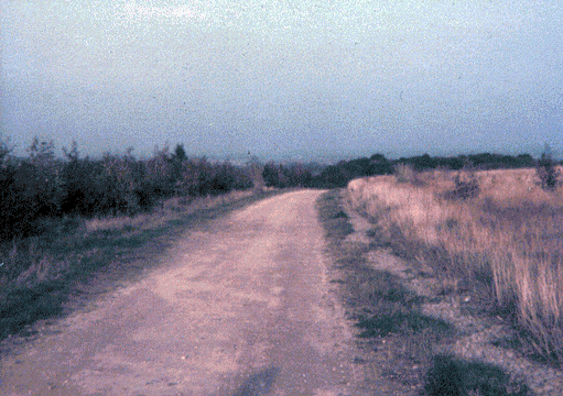 On the main path after the initial planting.  &copy;U&nbsp;West